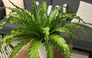 lush miniature jade tree