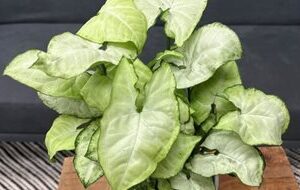 'White Butterfly' – Elegant Indoor Foliage Plant
